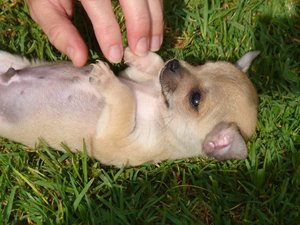 Fotografía de un chihuahua acostado para que le arrasquen, Mexico