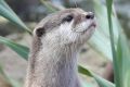 The National Zoo and Aquarium has this week welcomed three Asian small-clawed otters.