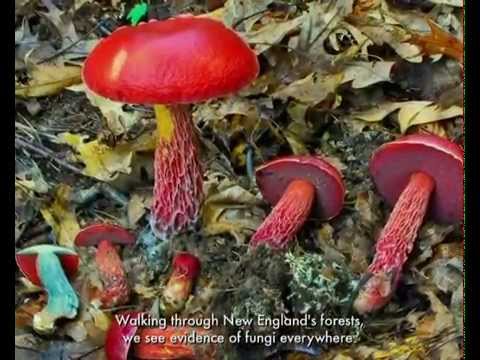 What are Fungi?