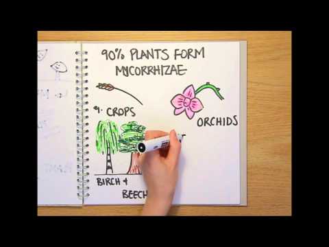 What is a fungus? - Naked Science Scrapbook