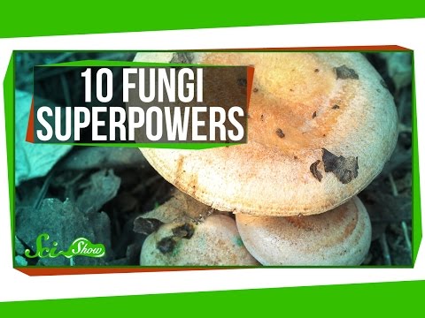 10 Fantastic Fungi Superpowers