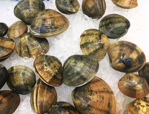 Fresh clams placed on ice at a wet market. Taken on May 2017.