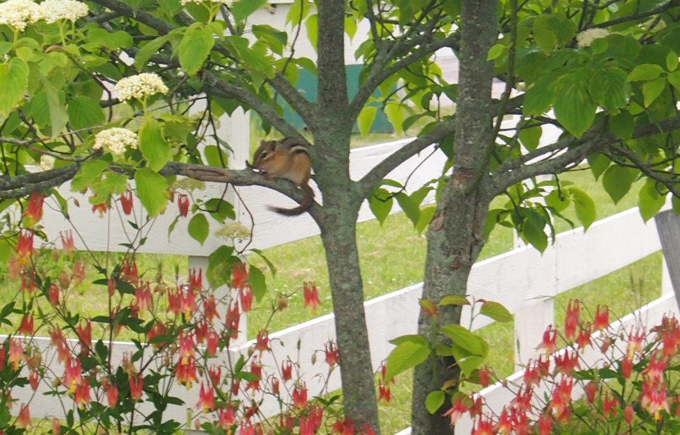 SAR_20150609_P6092155 Columbine