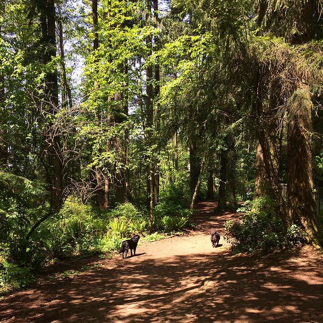 Back at our old stomping grounds, the big dog park. I used to walk here every day while pregnant, now I bring my son! 🌲