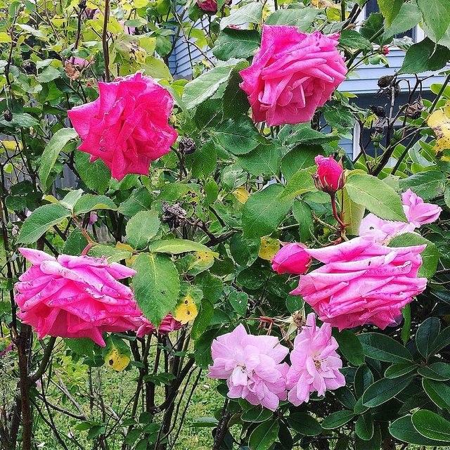 Neon pink and smelling sweet 💖💕✨