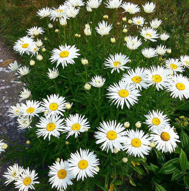 Our daisies are really blossoming this year!