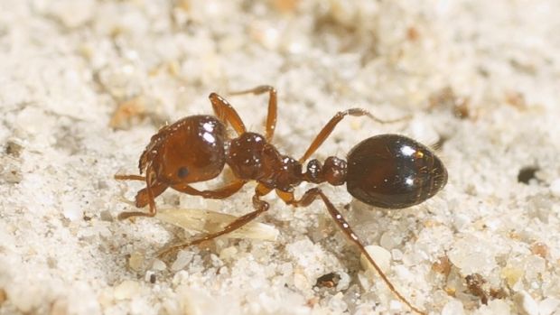 One of the species of imported ants that were seized.