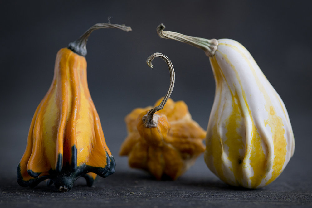 Gourds 8.jpg