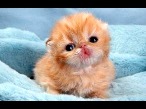 Funny Cute Baby Animal Videos Compilation 2014 [NEW]