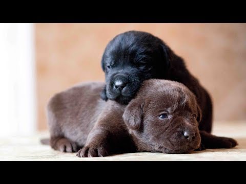 These Cute Little Animals Will Warm Your Heart | June 2017