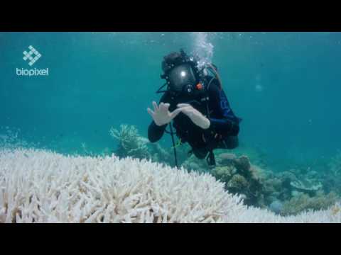 Richard Fitzpatrick talks about the current coral bleaching event