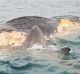 This whale carcass was spotted off Mindarie in Perth's northern suburbs at the weekend.