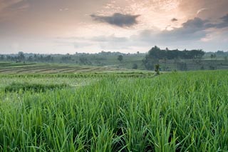 Rice field in Canggu