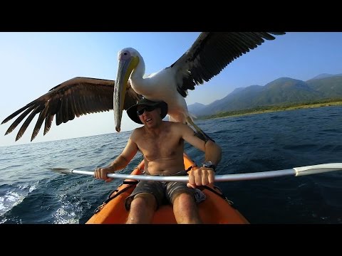 GoPro: Pelican Learns To Fish