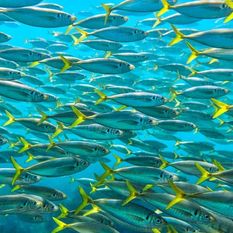  - Schooling Together by Joel Coleman - Photographs