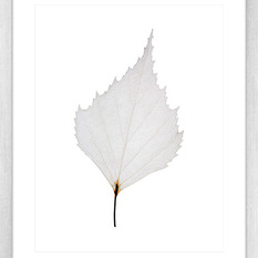  - Fragile Leaves Collection - Framed Art Prints (FRAG08) - Artwork