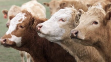 cows in High River, Alta.