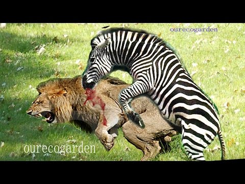 Animals Attacks On Lion Buffalo vs Lion vs zebra Animal attack Prey Fight back