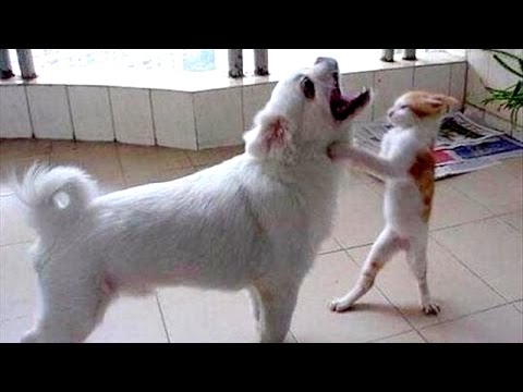 Super HARD TRY NOT TO LAUGH CHALLENGE - Funny ANIMAL compilation