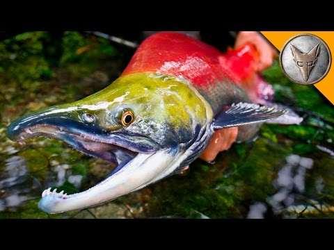 MONSTER Sockeye Catch!