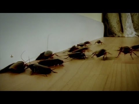 Sitting On Roaches | Infested!