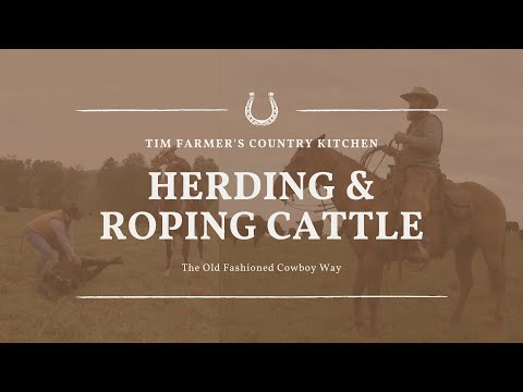 Herding and Roping Cattle the Old Fashioned Cowboy Way