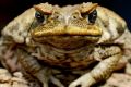 First Queensland, then Australia. The cane toads are on the march.