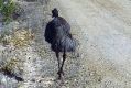 An emu was shot with an arrow near Cotter Avenue.