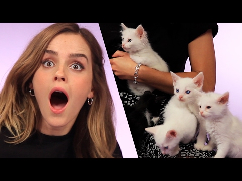 Emma Watson Plays With Kittens (While Answering Fan Questions)