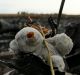 A teddy bear among the debris of flight MH17 at the crash site outside the Ukrainian village of Grabovka in 2014.