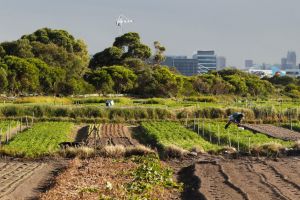 Chinese Market Gardens in Kyeemagh have been there for 125 years.