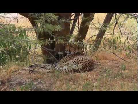 Wildlife Management Areas in Tanzania, Promoting Community Based Conservation and Livelihoods