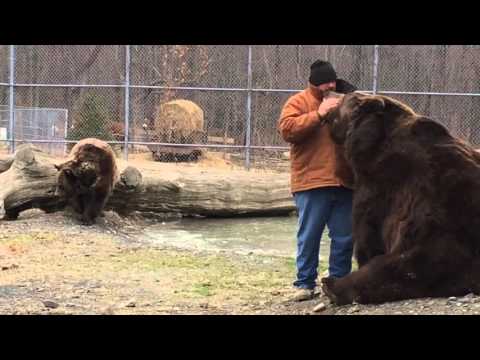 Kodiak bear grabs Jim back as he walks away...