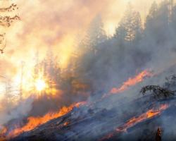 A wildfire in B.C. (Photo: B.C. Wildfire Service). 