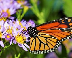 A bee and a butterfly. Image: Pixabay