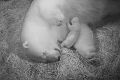 The polar bear cub at Sea World on the Gold Coast takes its first steps.