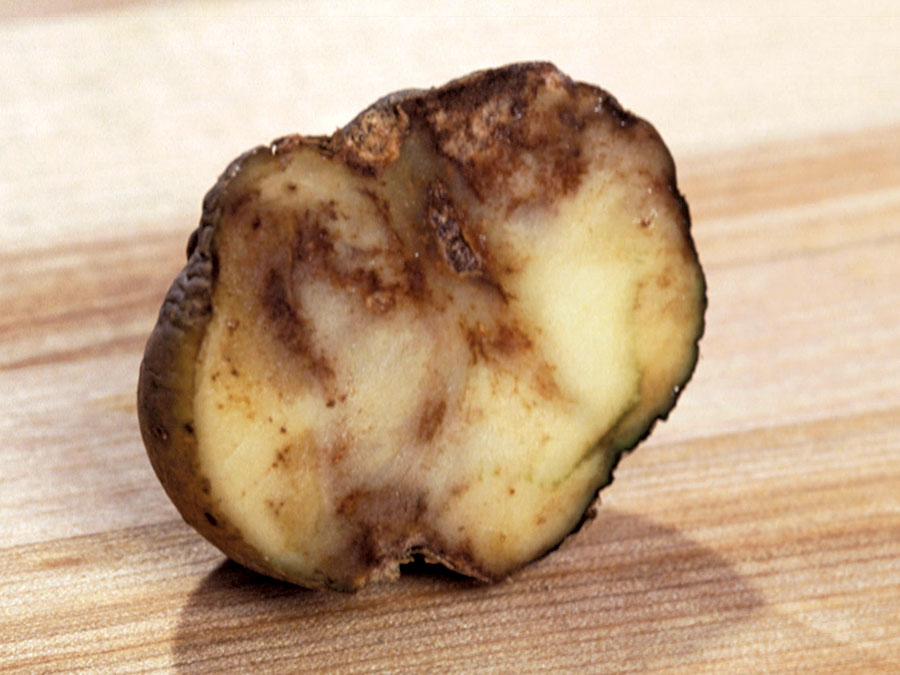 Late blight, a plant disease caused by the water mold Phytophthora infestans, on a potato tuber. The disease was responsible for the Irish Potato Famine of the mid-19th century.