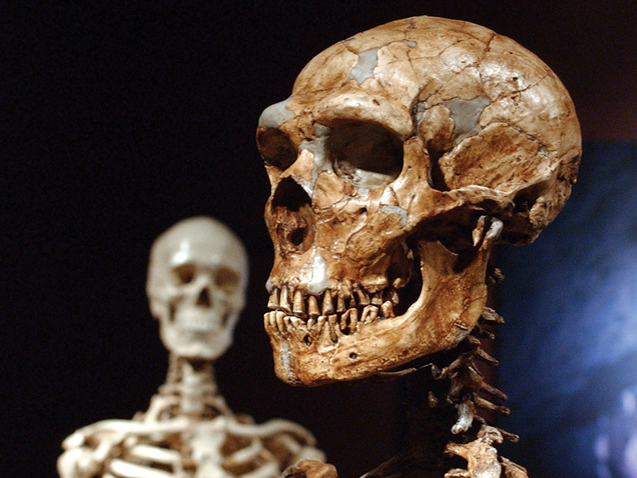 Replica skull of a Neanderthal (Homo neanderthalensis), with a modern human (Homo sapiens) in the background.