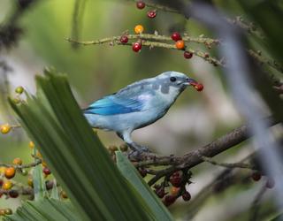 Petit oiseau bleu dans une forêt tropicale