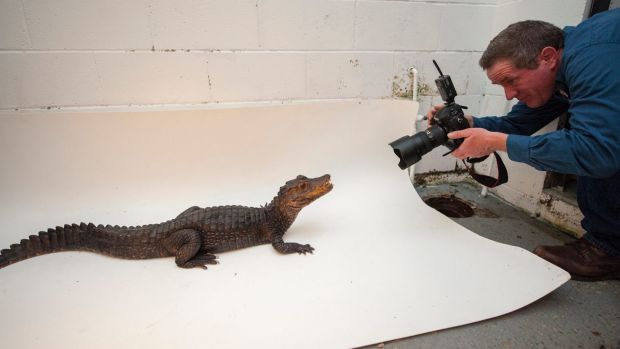 Joel Sartore photographs a dwarf caiman, Paleosuchus palpebrosus, at the Sunset Zoo in Kansas.