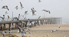 Gulls flock in Astbery Park, New Jersey, U.S., following Hurricane Sandy, 2012.