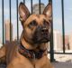 Sean and Melissa McNeal enrolled Hudson, a mastiff-Akita, in a training program and had him DNA-tested to help get him ...