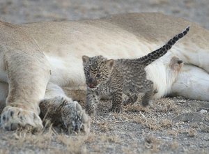 In this photo supplied by Joop van der Linde, a leopard cub suckles on a 5-year-old lioness in the Ngorongoro Conservation Area in Tanzania, Tuesday, July 11, 2017. In the incredibly rare sight, the small leopard, estimated to be a few weeks old, nurses in the photographs taken this week by a guest at a local lodge. (Joop van der Linde / Ndutu Safari Lodge via AP)