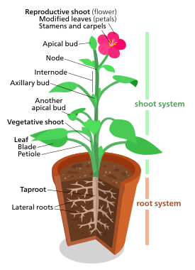 A diagram of a "typical" eudicot, the most common type of plant (three-fifths of all plant species).[177] No plant actually looks exactly like this though.