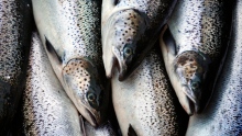 Atlantic Salmon