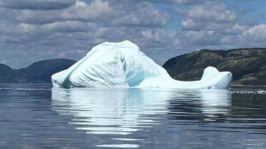 whale iceberg newfoundland