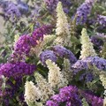 2L Potted Tricolour Buddleia Butterfly Bush 