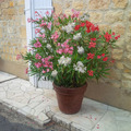 Oleander Tricolour - potted plant