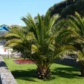 Pair Of Canary Island Date Palms 1.2-1.4m