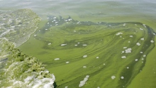 Lake Erie Algae